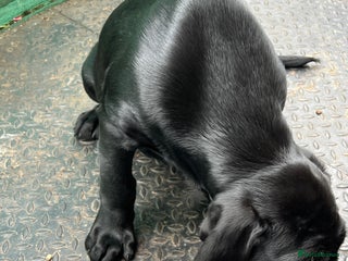Cane Corso dogs - Advert 18