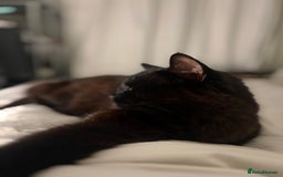 Mixed Breed cats for sale: Black 2year old cat in need of home - Image 1