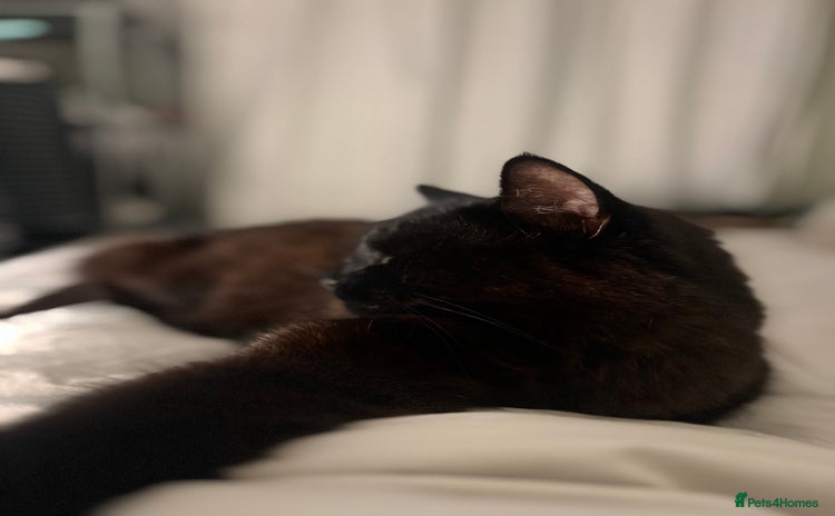Mixed Breed cats - Advert 11