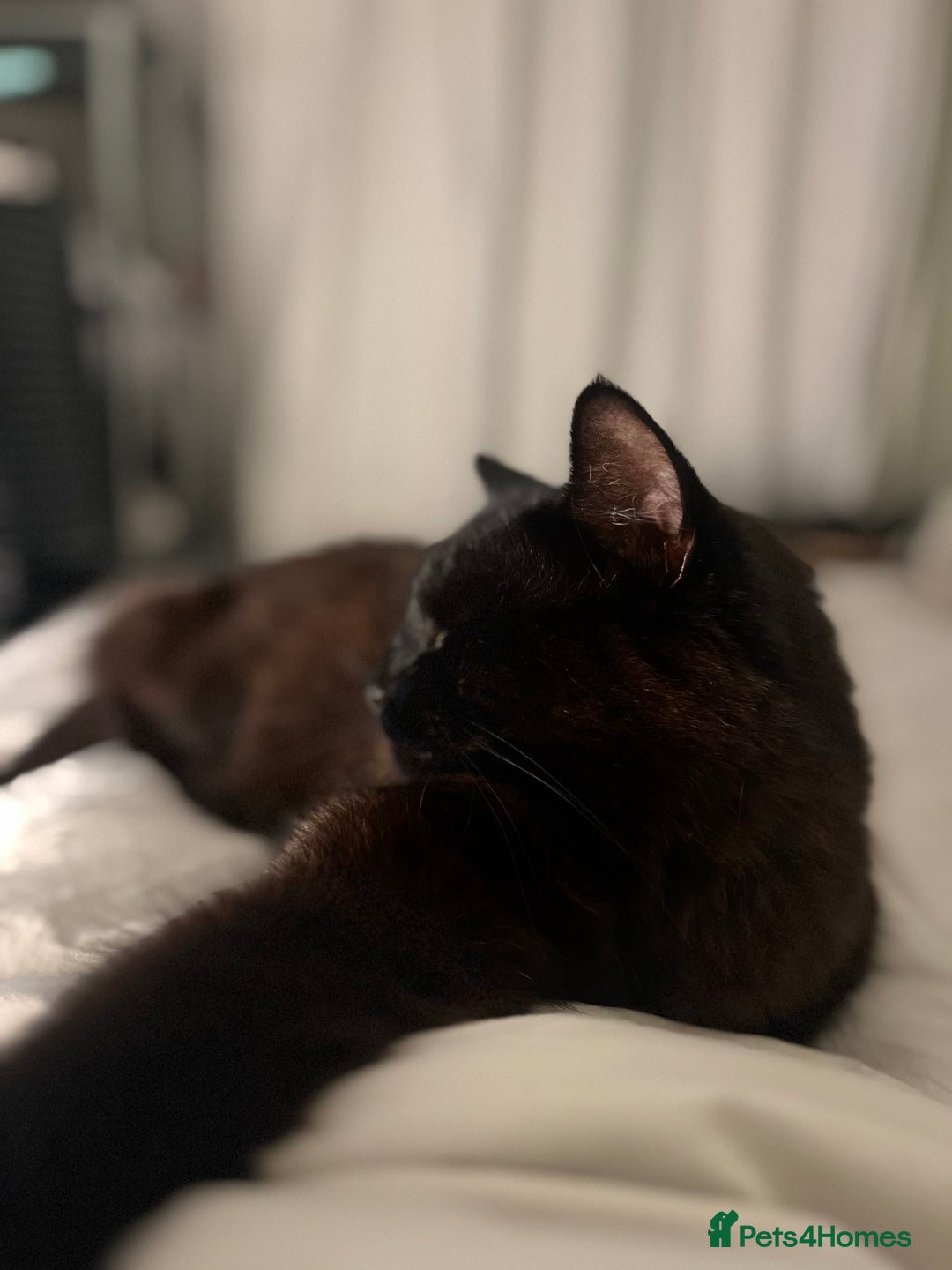 Mixed Breed cats for sale: Black 2year old cat in need of home - Image 1