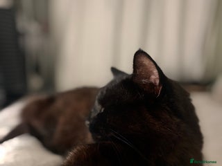 Mixed Breed cats - Advert 34