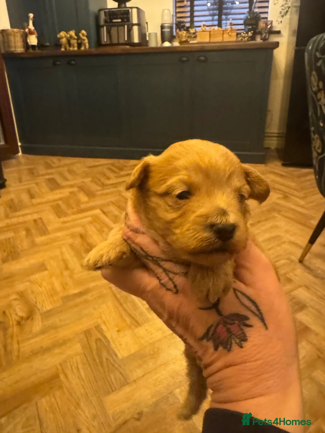 Maltipoo dogs for sale: Teddy Bear maltipoo puppies  - Advert 16