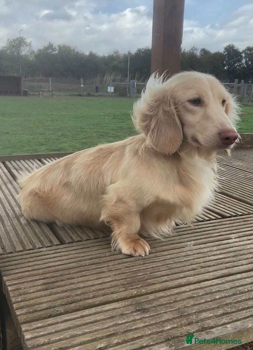 Miniature Dachshund dogs KC Crème Brûlée 🥮🤏 - Advert 1