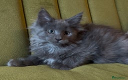 Maine Coon cats for sale: Maine Coon girls READY NOW Russian sired  - Image 15