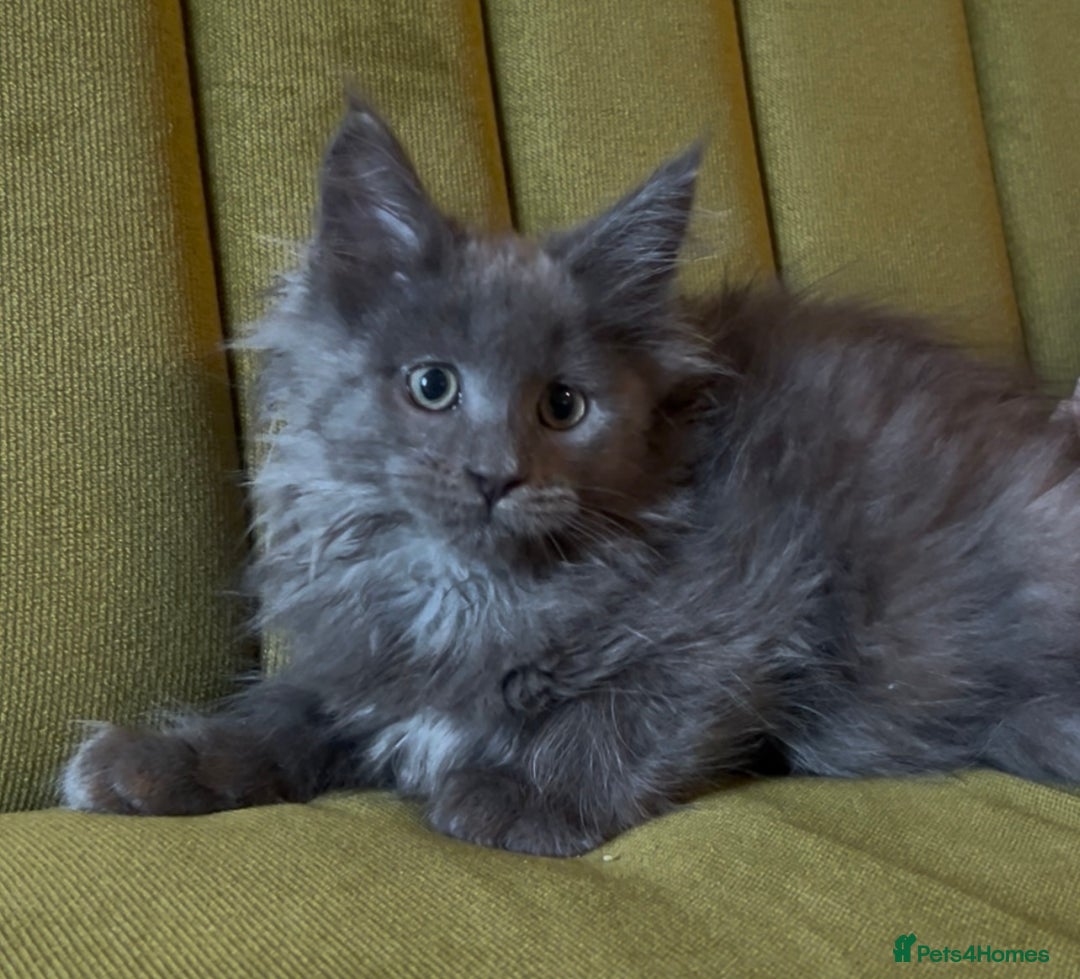 Maine Coon cats for sale: Maine Coon girls READY NOW Russian sired  - Image 15