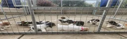 Basset Griffon Vendeen dogs for sale: Griffon grand bassets  - Advert 12