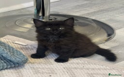 Mixed Breed cats for sale: 2 beautiful female kittens for sale!! - Image 1