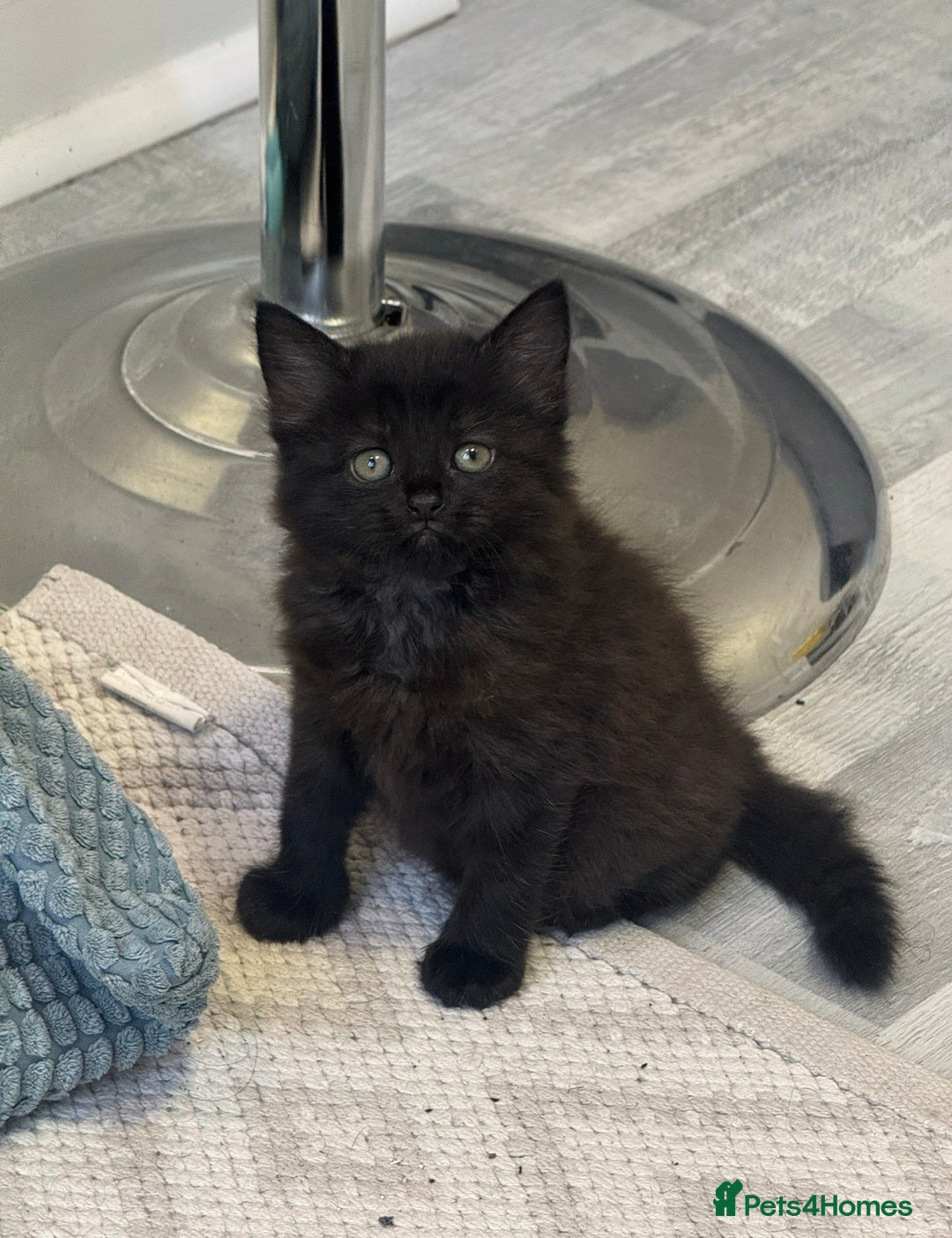 Mixed Breed cats for sale: 2 beautiful female kittens for sale!! - Image 1