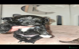 Pomapoo dogs for sale: 1 time miniature Pomapoo puppies - Image 2