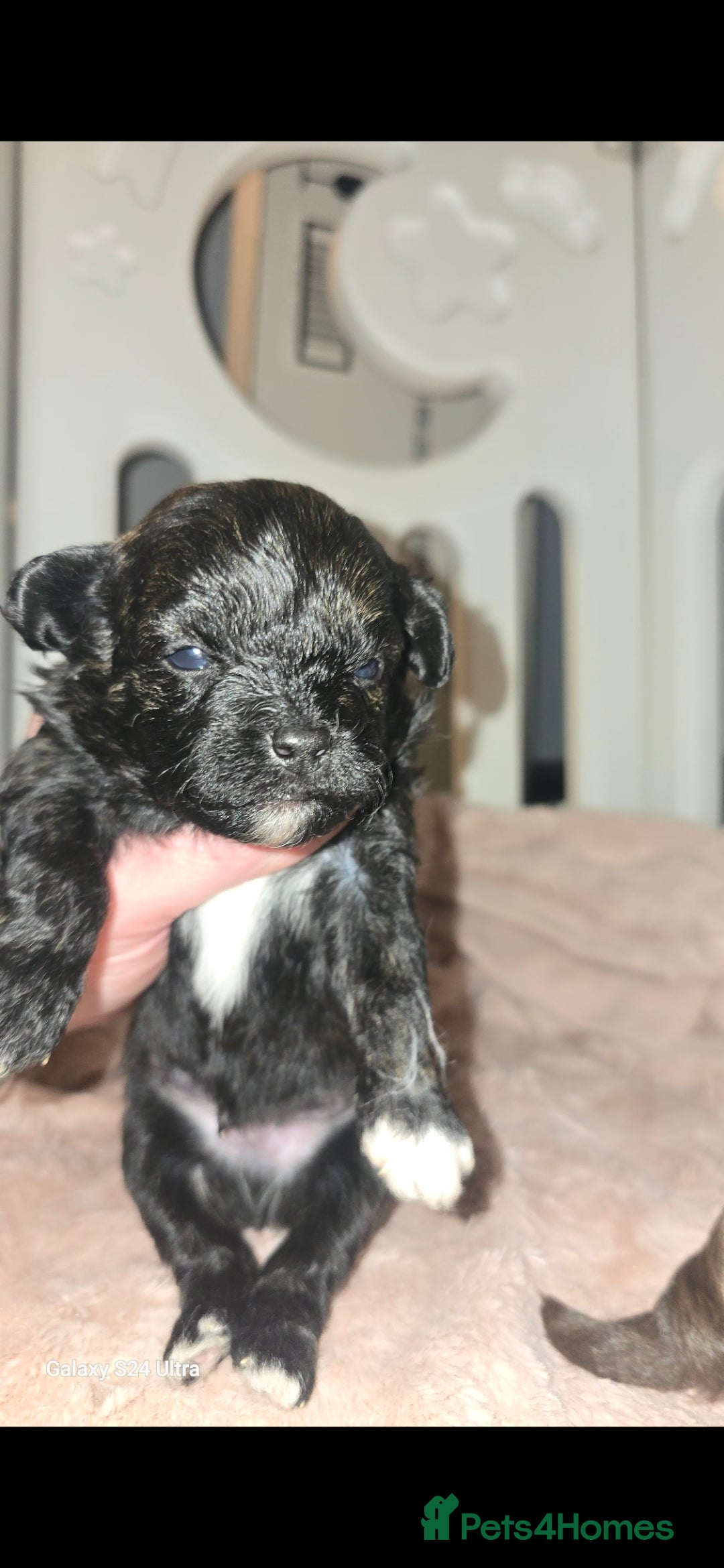 Pomapoo dogs for sale: 1 time miniature Pomapoo puppies - Image 2