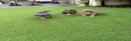 Olde English Bulldogge dogs for sale: Olde English Bulldogge, Mix Colours & Fluffy Gene - Advert 5