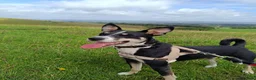 Mixed Breed dogs for adoption: PEPPER 🌶️ - Advert 1