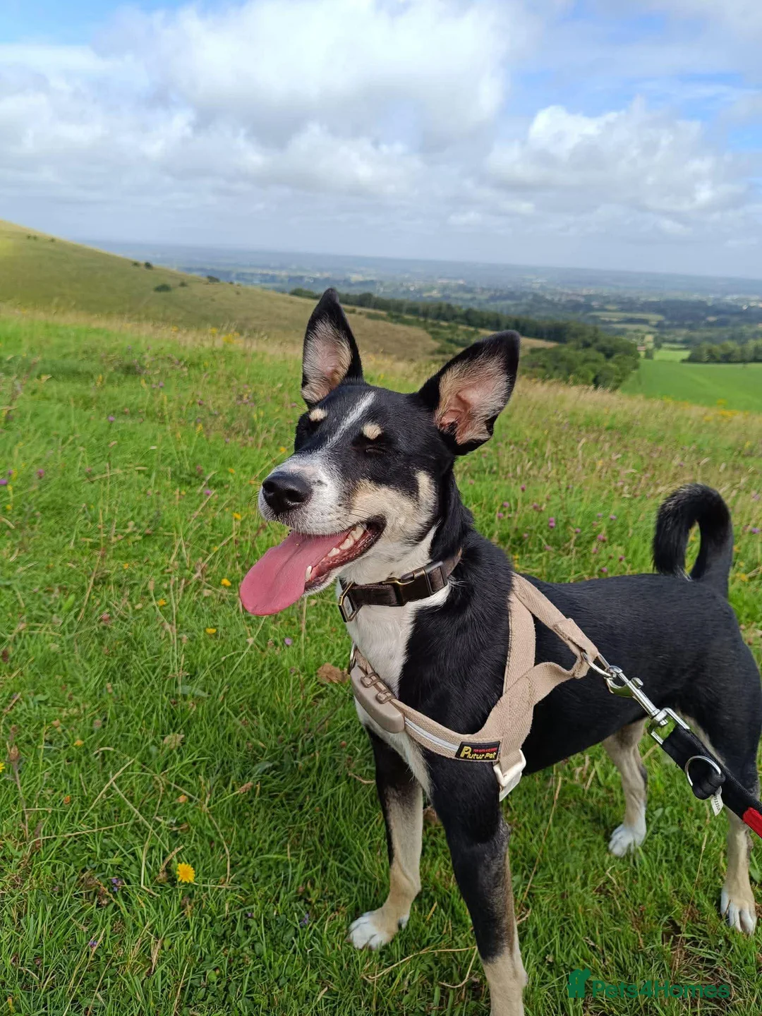 Mixed Breed dogs for adoption: PEPPER 🌶️ - Advert 1