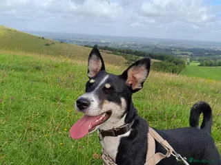 Mixed Breed dogs PEPPER 🌶️ - Advert 4