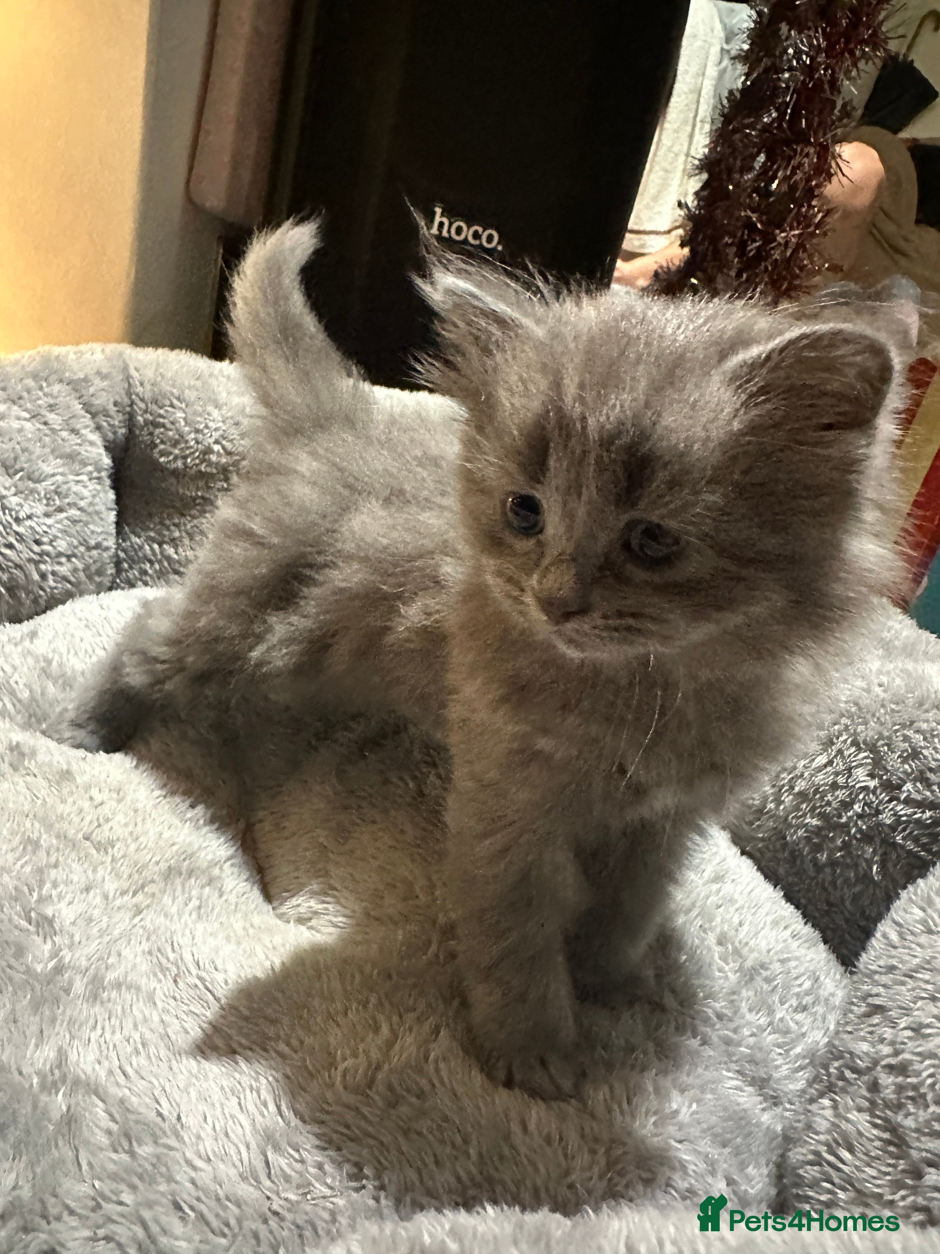 Scottish Fold cats 4 kittens 2 black and 2 grey Scottish fold kittens - Advert 4