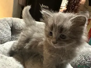 Scottish Fold cats 4 kittens 2 black and 2 grey Scottish fold kittens - Advert 4