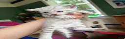 Bengal cats for sale: Stunning Snow Bengal Kittens for Sale  - Advert 4