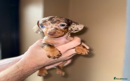 Miniature Dachshund dogs for sale: 🩷💙Stunning KC Mini Dachshund Puppies💙 - Image 6