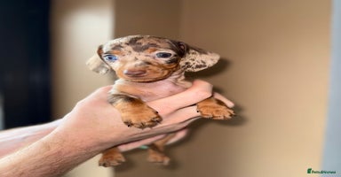 Miniature Dachshund dogs - Advert 4