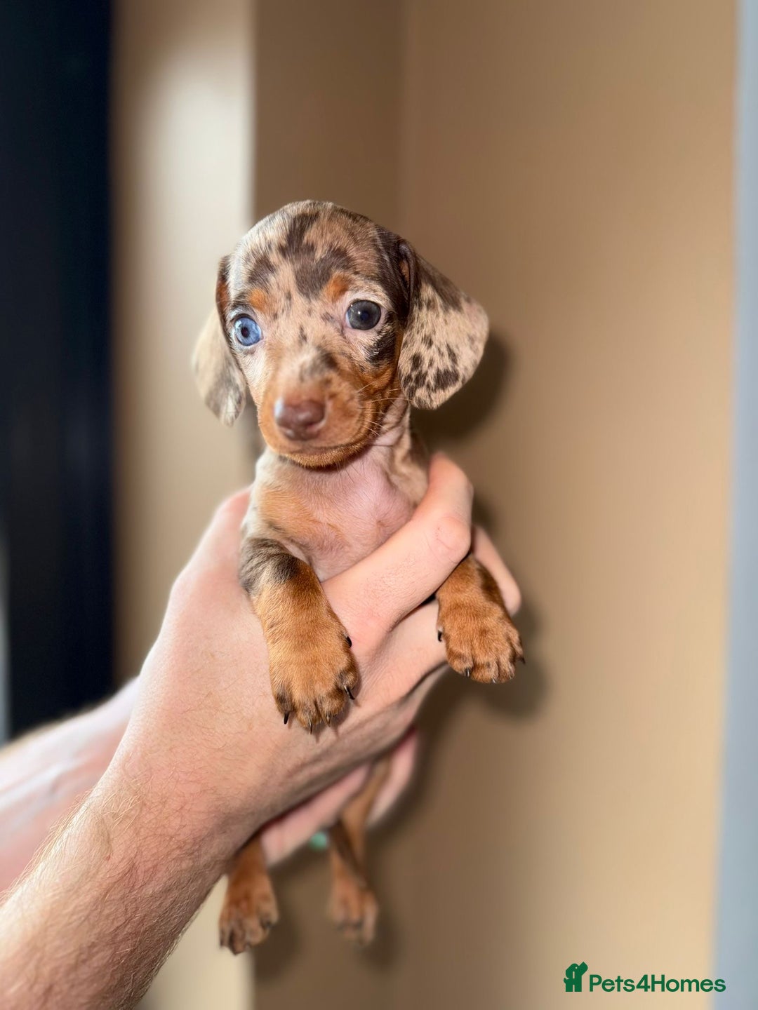 Miniature Dachshund dogs for sale: 🩷💙Stunning KC Mini Dachshund Puppies💙 - Image 6