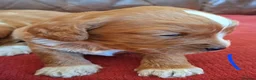Cockapoo dogs for sale: F1 Cockapoo Pups  - Advert 24