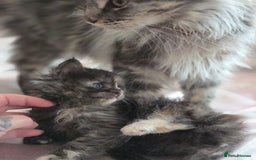 Maine Coon cats for sale: Variety of Maine coon kittens - Image 18