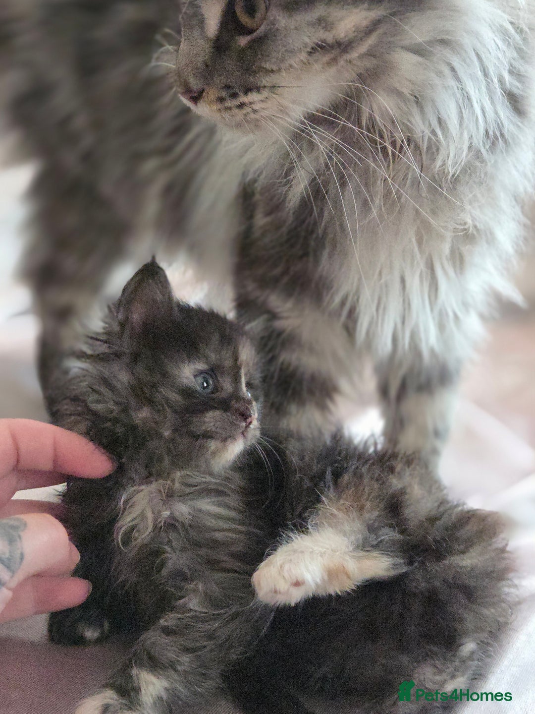 Maine Coon cats for sale: Variety of Maine coon kittens - Image 18