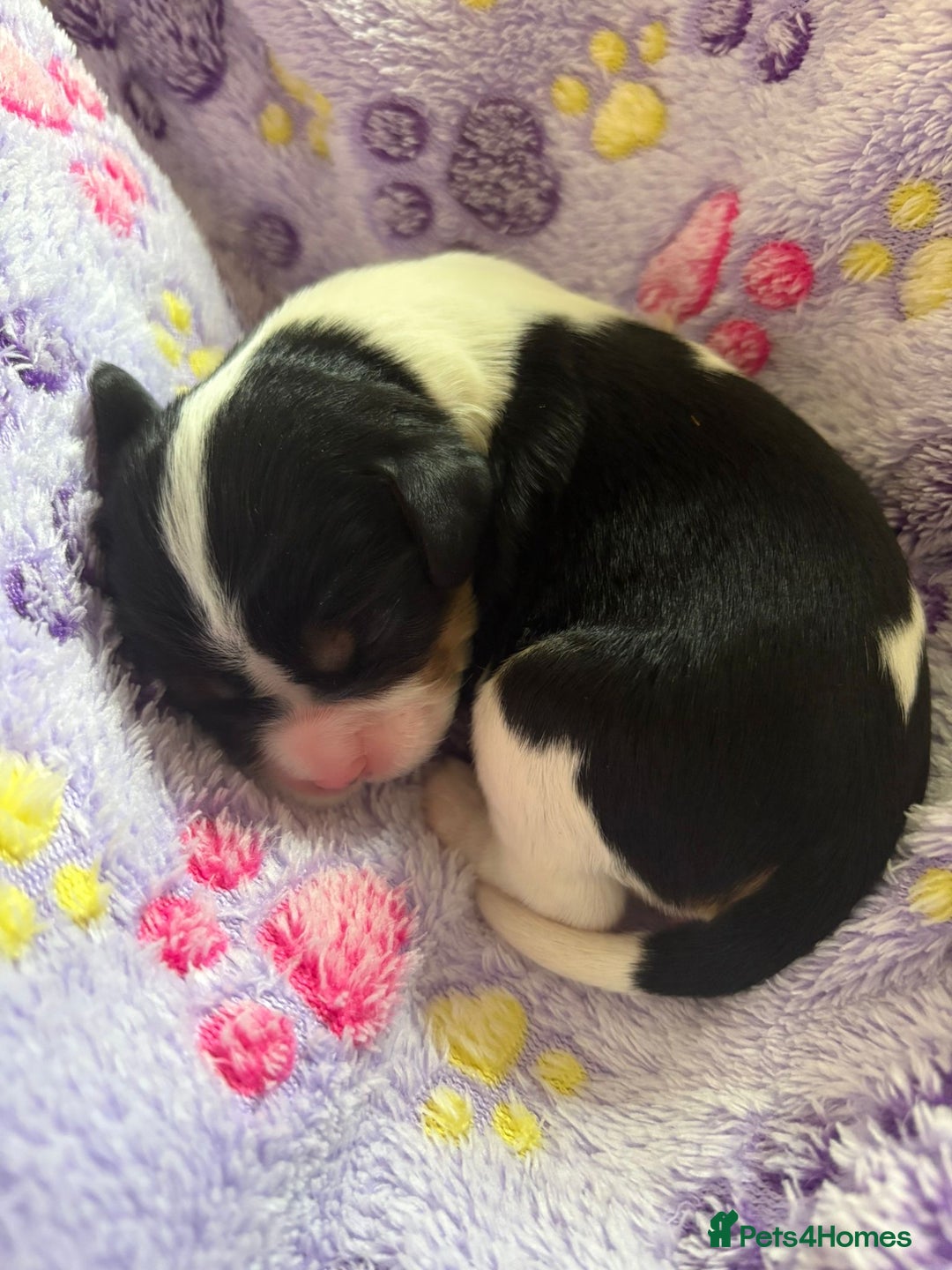 Cavalier King Charles Spaniel dogs for sale: Stunning King Charles Cavalier pups - Image 9