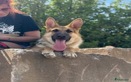 German Shepherd dogs for sale: Male German Shepherd Dog - Advert 10