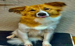 Border Collie dogs for adoption: Penny: The Puppy Left on the Roadside to Die - Image 1