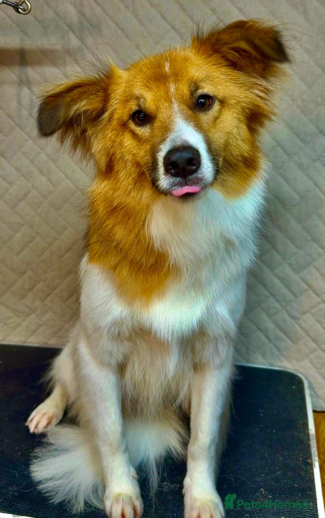 Border Collie dogs for adoption: Penny: The Puppy Left on the Roadside to Die - Image 1