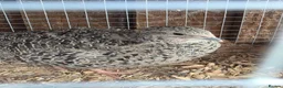 Quail poultry for sale: Corturnix quail fertile eggs - Advert 14