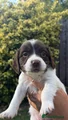 English Springer Spaniel 5