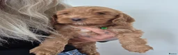 Cockapoo dogs for sale: 🐾Adorable Puppies Ready for Their Forever Homes🐾 in Ripley - Advert 6