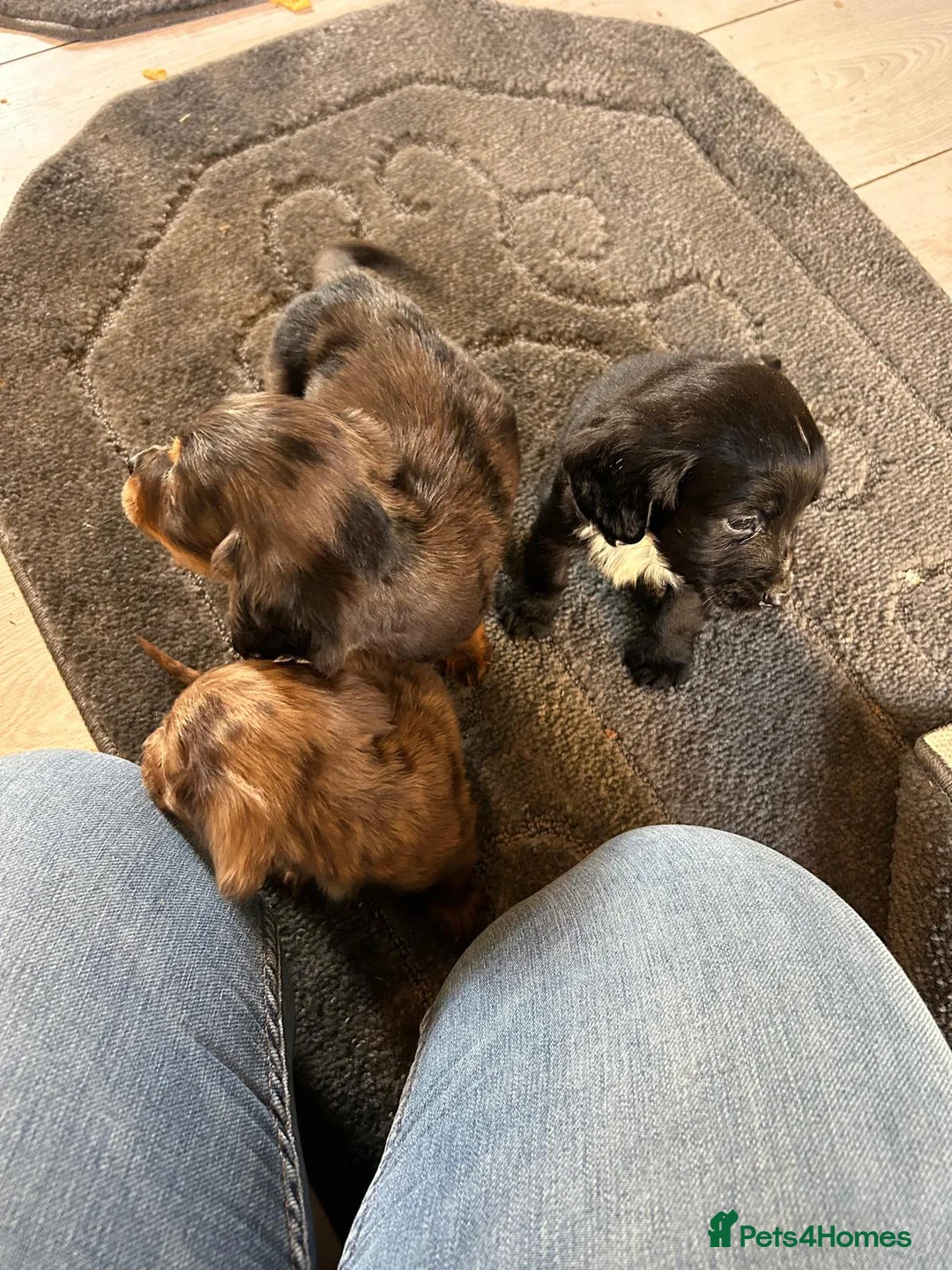 Cocker Spaniel dogs for sale: Beautiful Cockers  - Advert 8