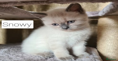 British Shorthair cats - Advert 16