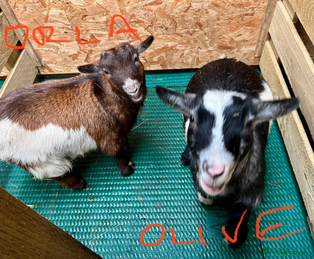 Goats livestock for sale: Pygmy goats, disbudded nanny’s  - Advert 2