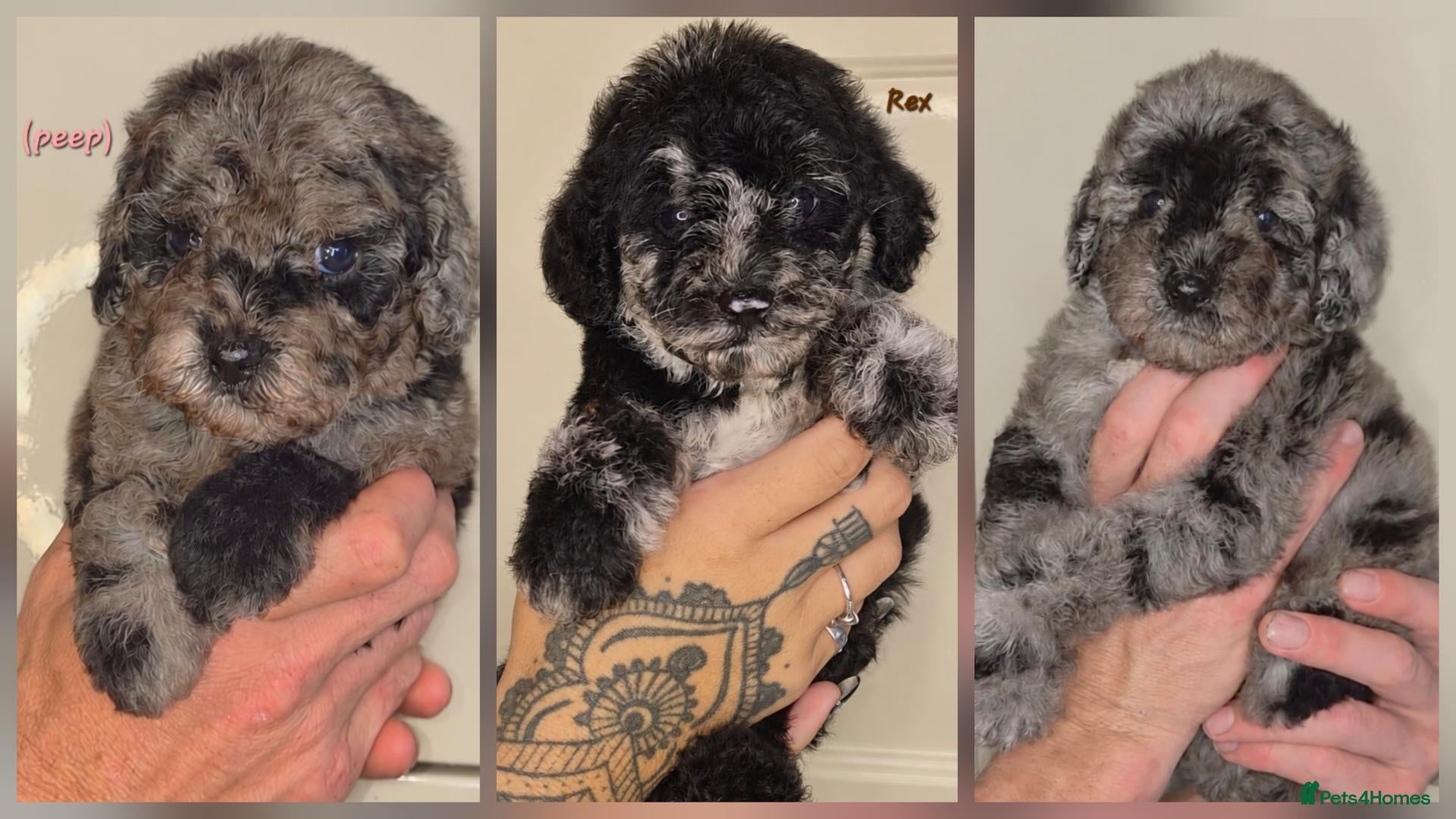 Labradoodle dogs Unique Multigen🧸 Merle&Tan Teddybear Labradoodles - Advert 1