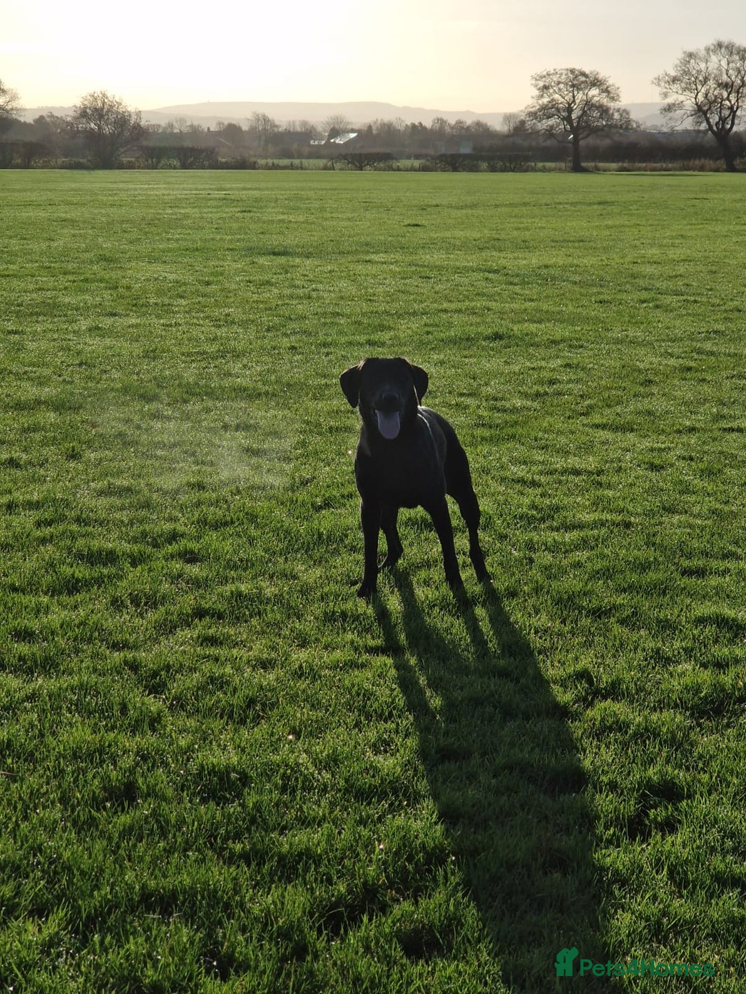 Labrador Retriever dogs for sale: Poppy 1 year old female labrador  - Advert 3