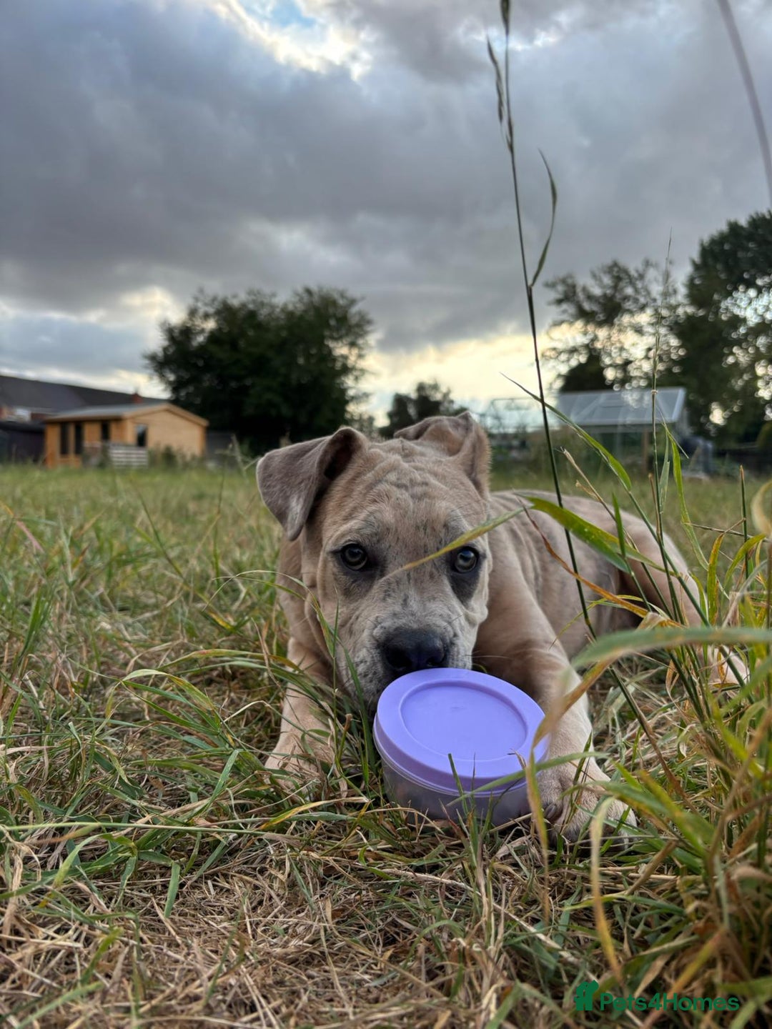 Mixed Breed dogs for sale: Cane corso cross - Image 3