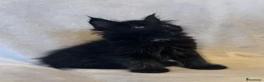 Maine Coon 3