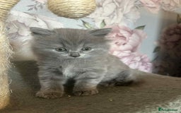 British Longhair cats for sale: British blue kittens  - Image 4