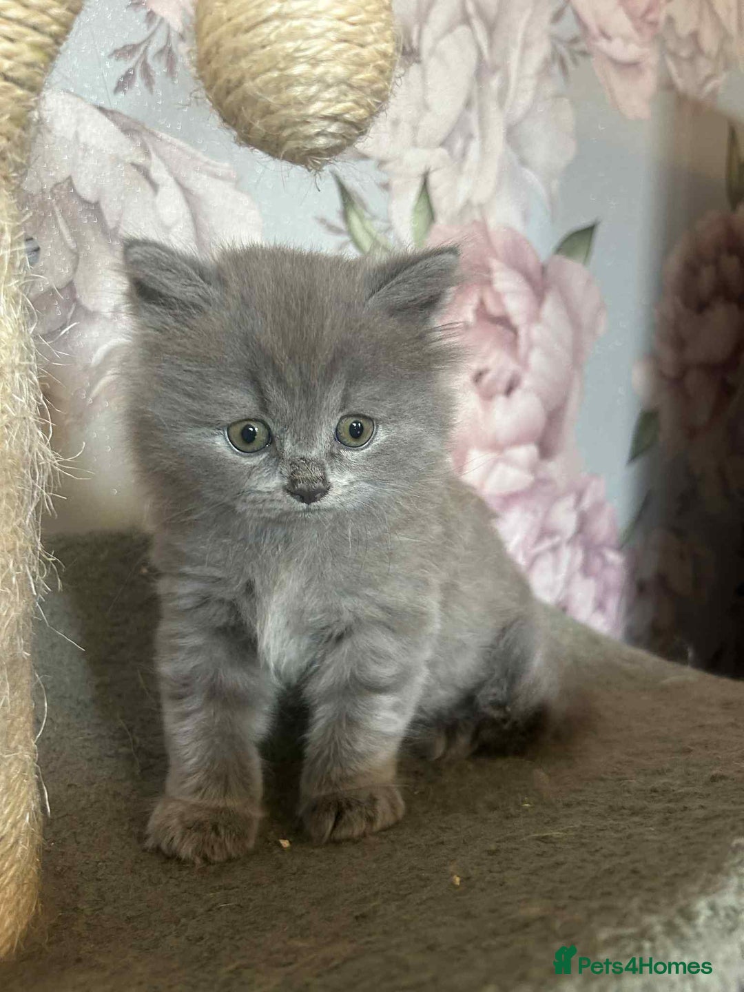 British Longhair cats for sale: British blue kittens  - Image 4