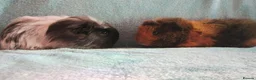 Guinea Pig rodents for sale: Funky baby boy guinea pigs ready now  - Advert 2