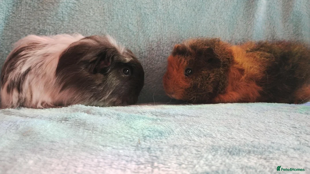 Guinea Pig rodents for sale: Funky baby boy guinea pigs ready now  - Advert 2