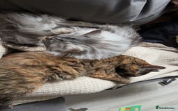 Mixed Breed cats for sale: Rehoming 2 beautiful cats  - Image 2