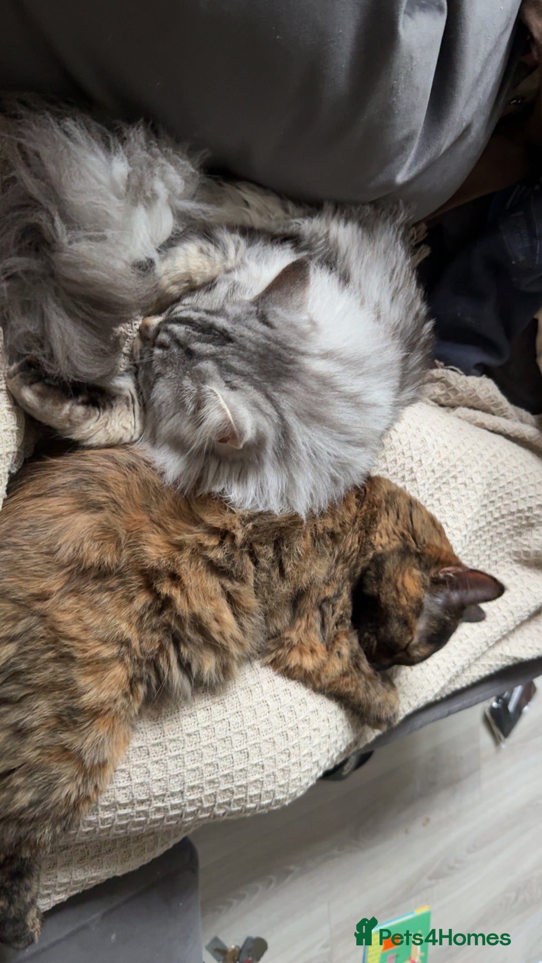Mixed Breed cats for sale: Rehoming 2 beautiful cats  - Image 2