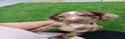 Cocker Spaniel dogs for stud: STUD working cocker spaniel  in Castleford - Advert 4