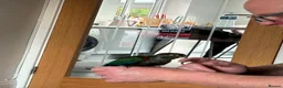 Conures birds for sale: Crimson bellied conure - Advert 5