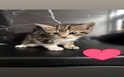 British Longhair cats for sale: KITTENS  - Image 1